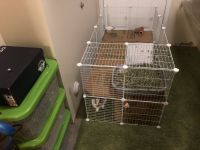 Cookie needs new home