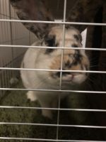 Cookie needs new home