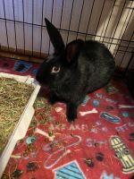 4-6 month old rabbits