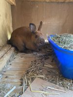4-6 month old rabbits