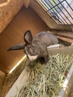 4-6 month old rabbits