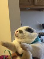Rabbit trying to sell urgently