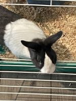 Male Rabbit 5 months old