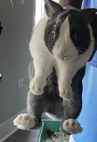 Male Rabbit 5 months old