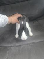Male Rabbit 5 months old
