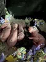 Rabbits for rehoming