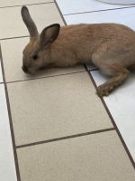 Rabbits for rehoming