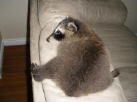 Raccoon Animals for sale in Laredo, TX, USA. price: $600