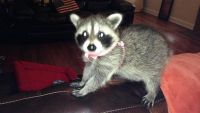 Raccoon Animals for sale in Tulsa, OK 74171, USA. price: $280