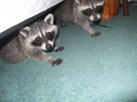 Raccoon Animals for sale in Los Angeles, CA, USA. price: $400