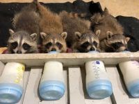 Raccoon Animals for sale in Del Rey Oaks, CA 93940, USA. price: $500