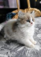 Ragamuffin Cats for sale in Providence, Rhode Island. price: $550