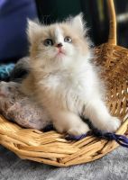 Ragamuffin Cats for sale in Newark, New Jersey. price: $550
