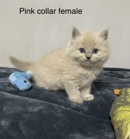 Ragdoll kittens
