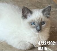 Purebred beautiful Ragdoll Cat baby