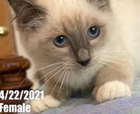 Purebred beautiful Ragdoll Cat baby
