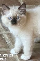 Purebred beautiful Ragdoll Cat baby