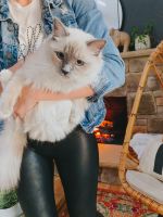 Pure Bred Ragdoll Cat