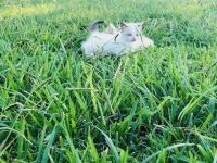 Sweet Kitten Needs Home