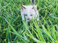 Sweet Kitten Needs Home