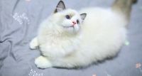 Ragdoll Cats for sale in Abu Dhabi - United Arab Emirates. price: 2,500 AED
