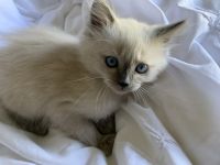 Darling Ragdoll Kitten