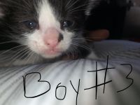 Rag doll mix kittens