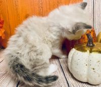 Baby Christmas Ragdoll kittens