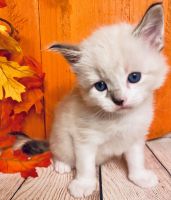 Baby Christmas Ragdoll kittens