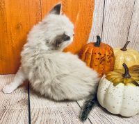 Baby Christmas Ragdoll kittens