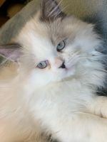 Ragdoll kitten