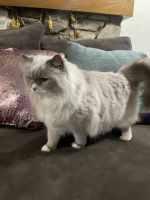 Purebred Female Ragdoll