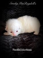 Ragdoll Kittens for sale