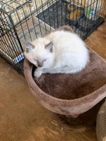 For sale, registered kittens