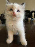 Ragdoll Kittens