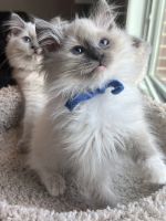 Ragdoll kitten