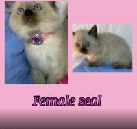 Ragdoll kittens. Health guarantee