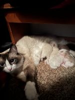 Rag Doll Kittens For Sale
