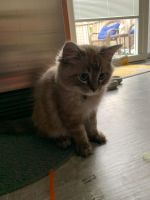 Rag Doll Kittens For Sale