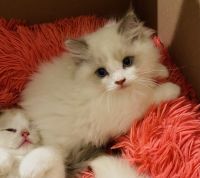 TICA REGISTERED RAGDOLL