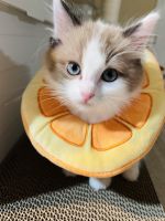 3 months Ragdoll Kitten for sale