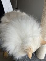 Rehoming Male Flame Bicolor Lynx Ragdoll Cat