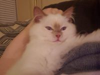 Selling a ragdoll kitten