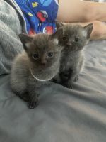 Ragdoll Female Kittens