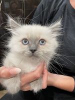 Ragdoll kitten, pure bred, female