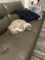 2 Ragdolls need new home