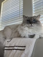 Purebred Ragdoll for sale