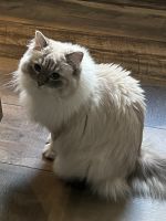 Purebred Ragdoll for sale