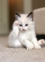 Pure breed male bicolor Ragdoll