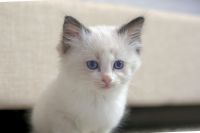 Pure breed male bicolor Ragdoll